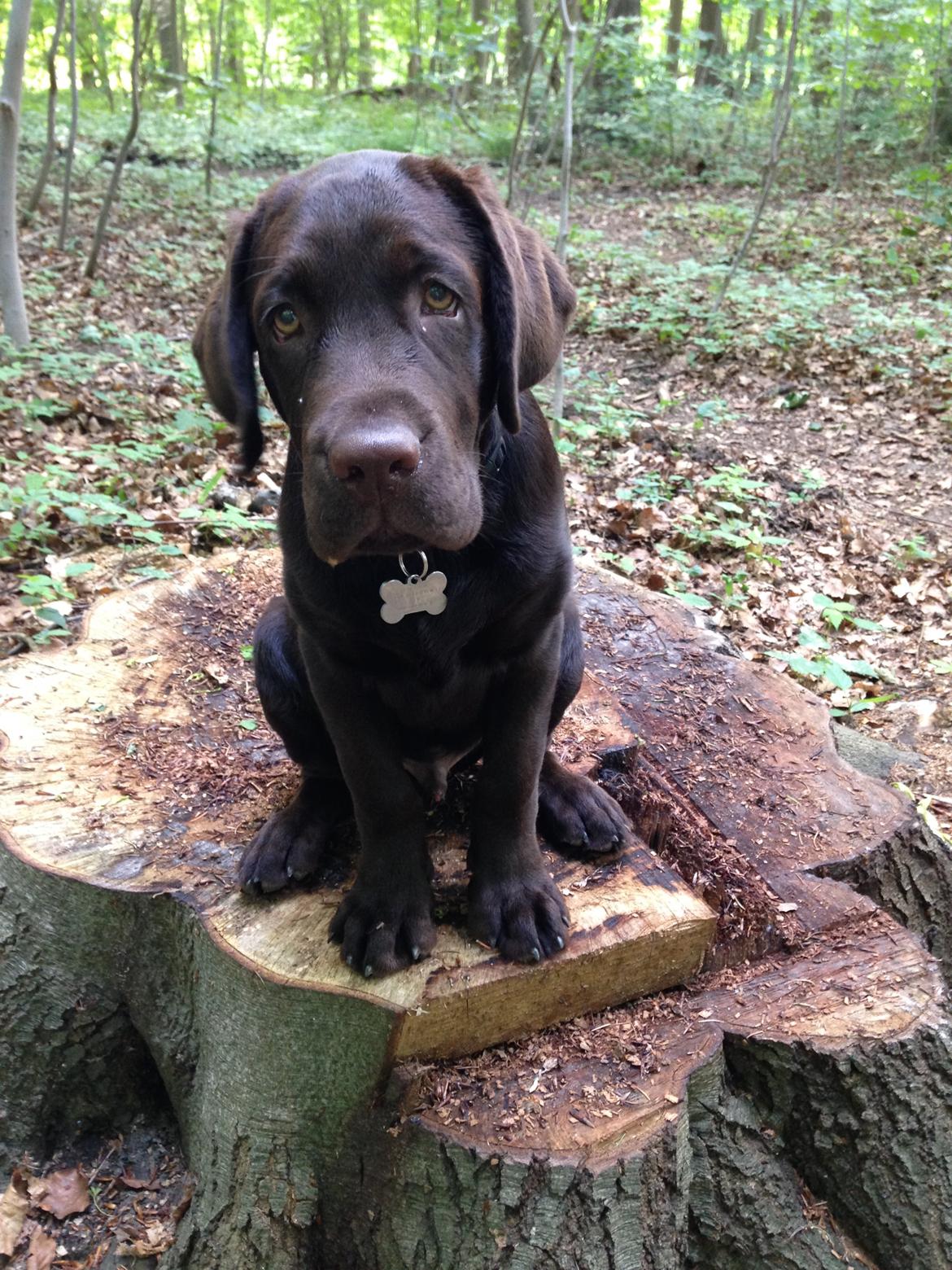 Labrador retriever Loui billede 18