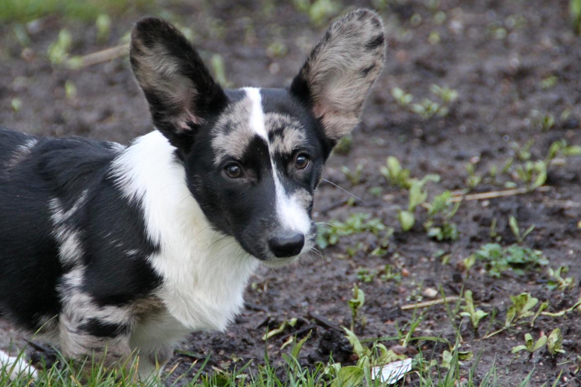 Welsh corgi cardigan Smarties Marcos (Krop-og-Poter) billede 12