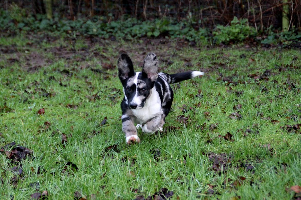 Welsh corgi cardigan Smarties Marcos (Krop-og-Poter) billede 14