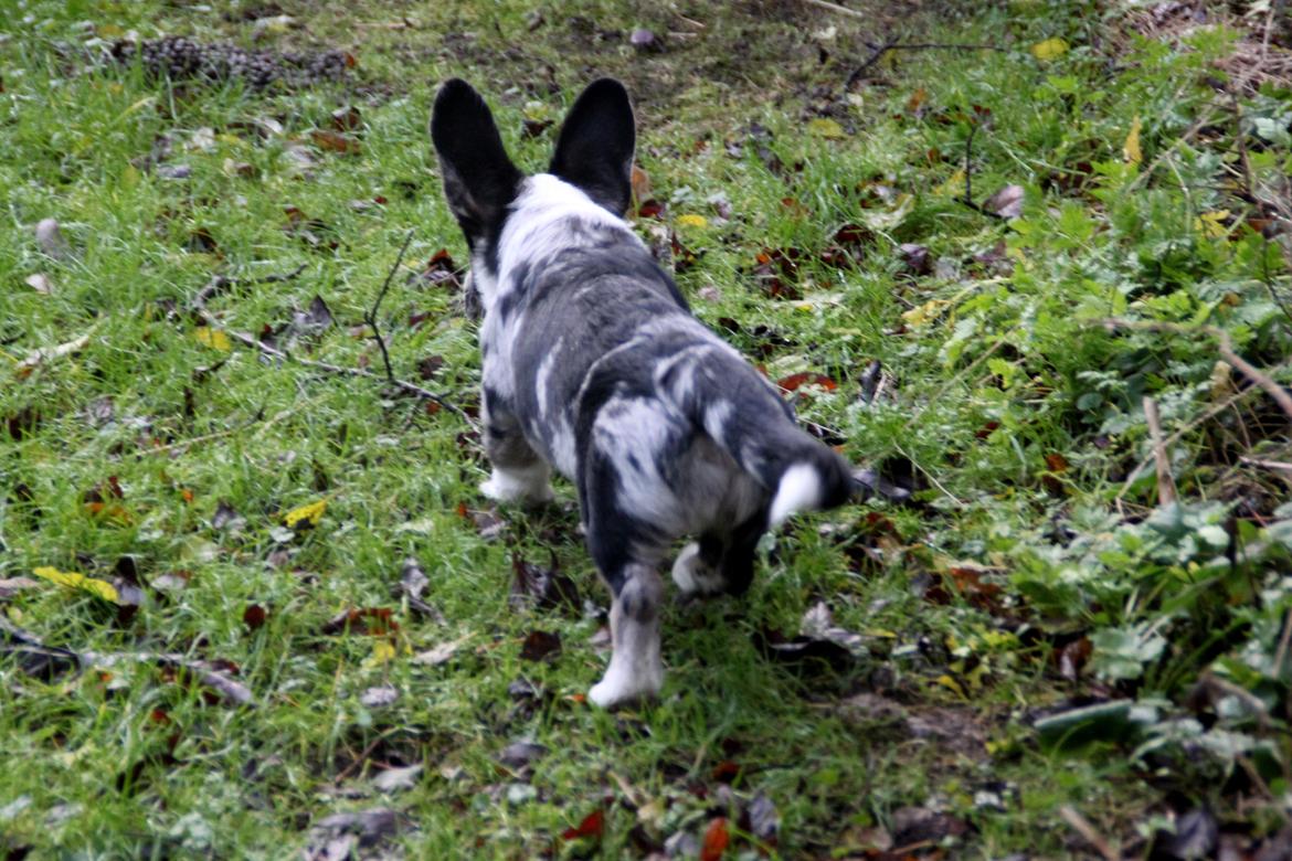 Welsh corgi cardigan Smarties Marcos (Krop-og-Poter) - Tak for kigget! :D billede 34