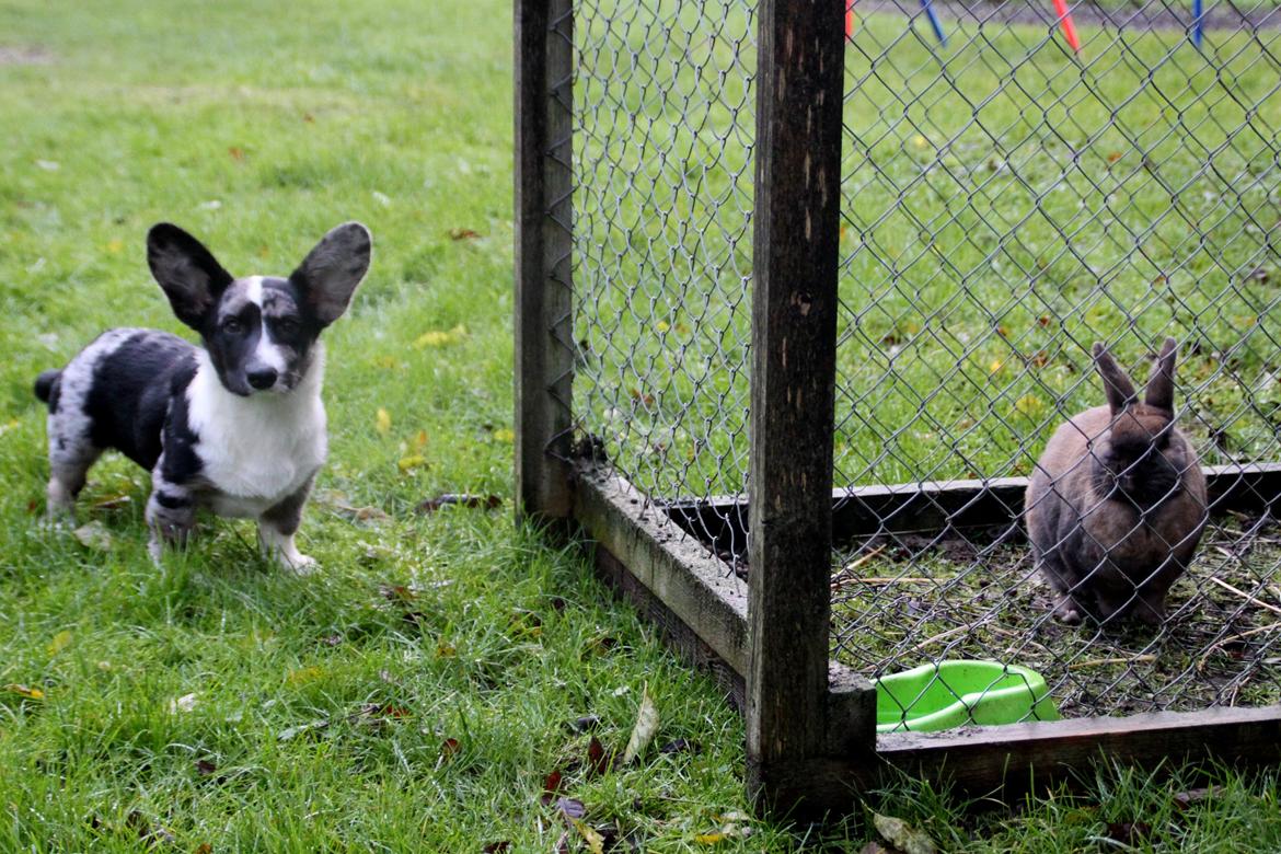 Welsh corgi cardigan Smarties Marcos (Krop-og-Poter) - Et "umage" par ;) billede 15