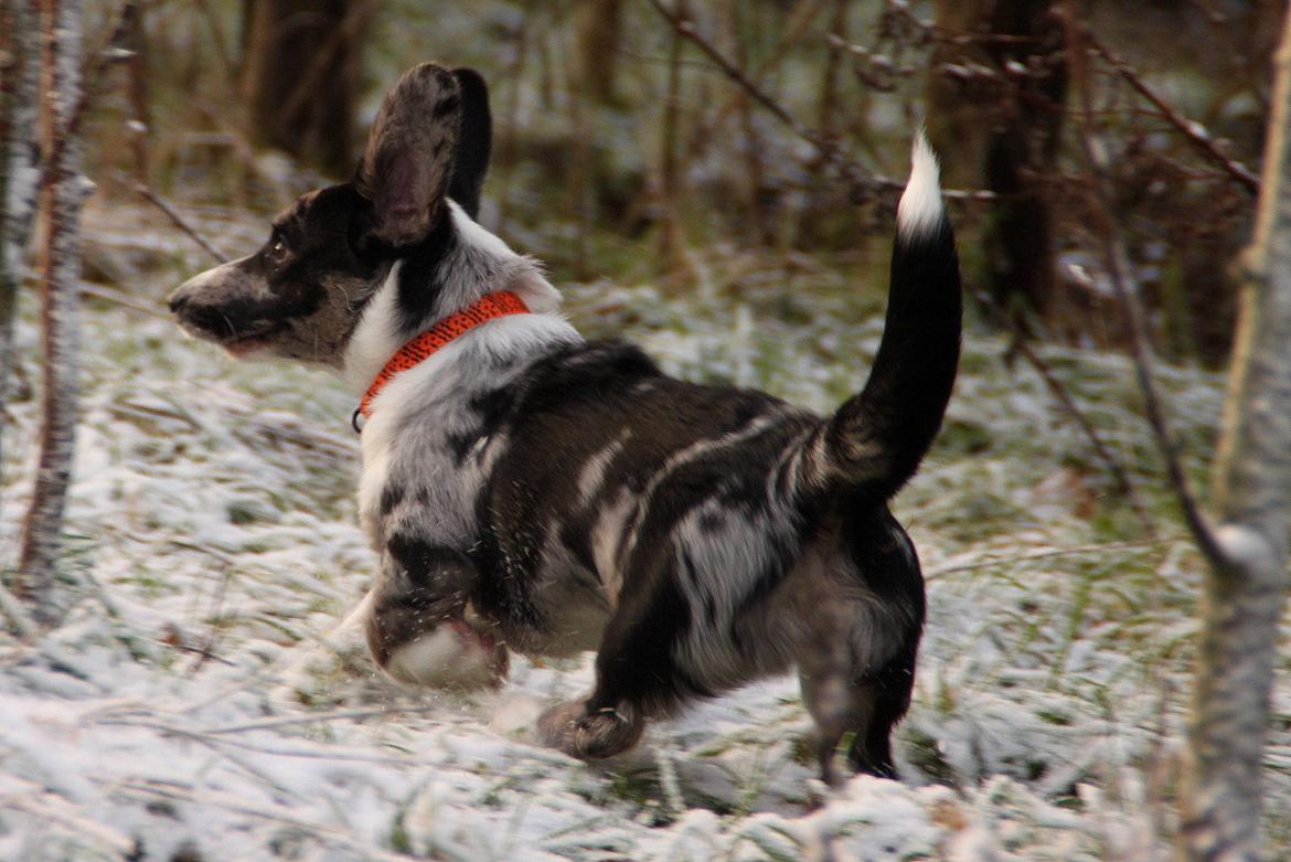 Welsh corgi cardigan Smarties Marcos (Krop-og-Poter) - I Glumsø hundeskov for første gang. Taget 26. december 2014  billede 17