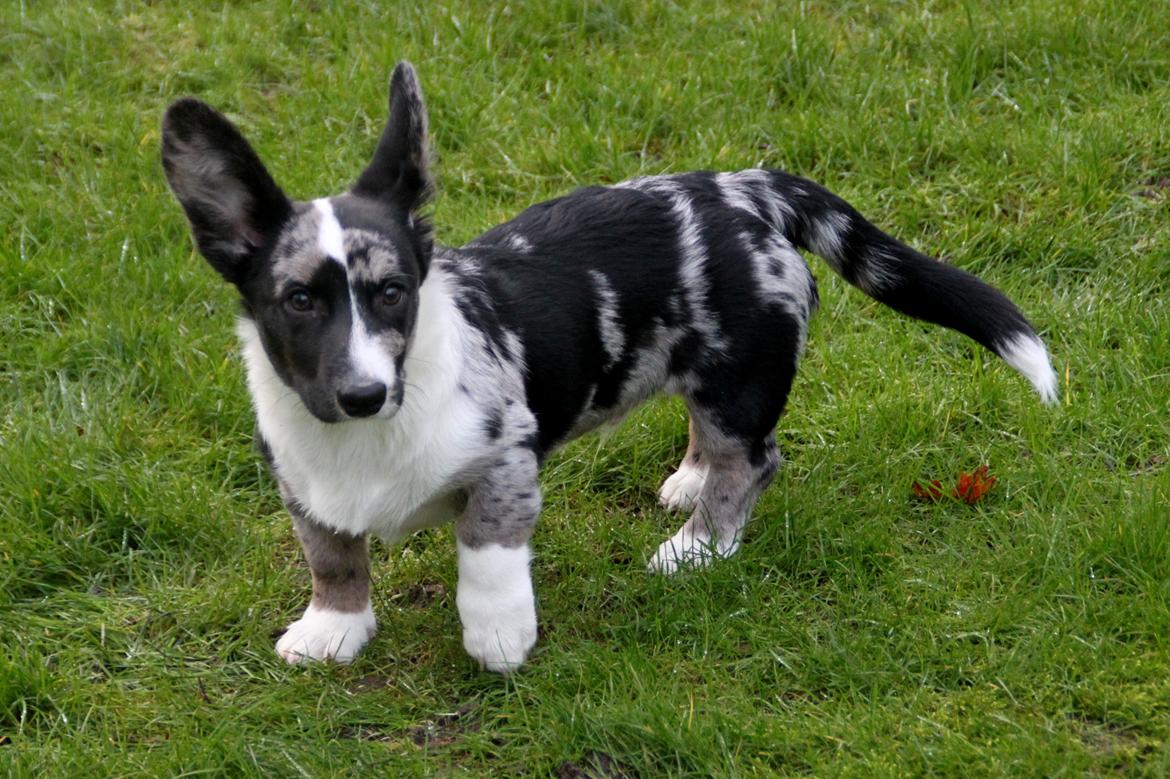 Welsh corgi cardigan Smarties Marcos (Krop-og-Poter) billede 13