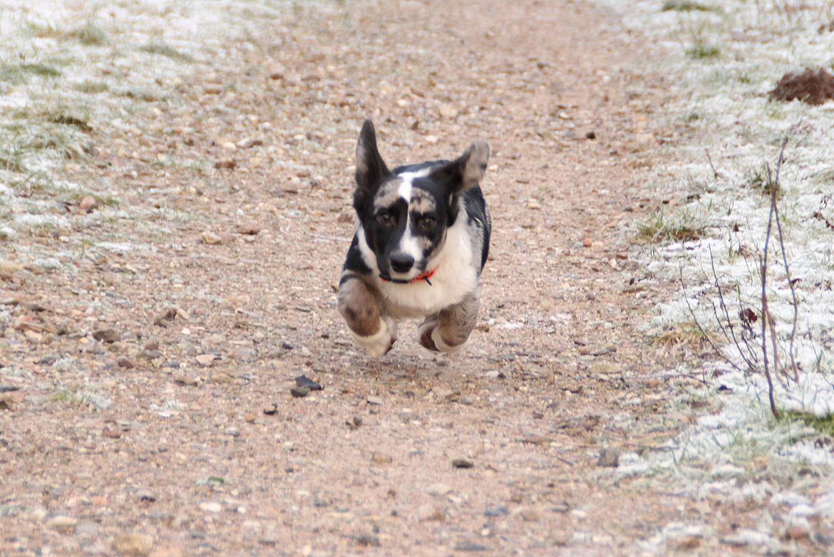 Welsh corgi cardigan Smarties Marcos (Krop-og-Poter) - Flyvende i Glumsø hundeskov :) Taget: 26. december 2014 billede 18