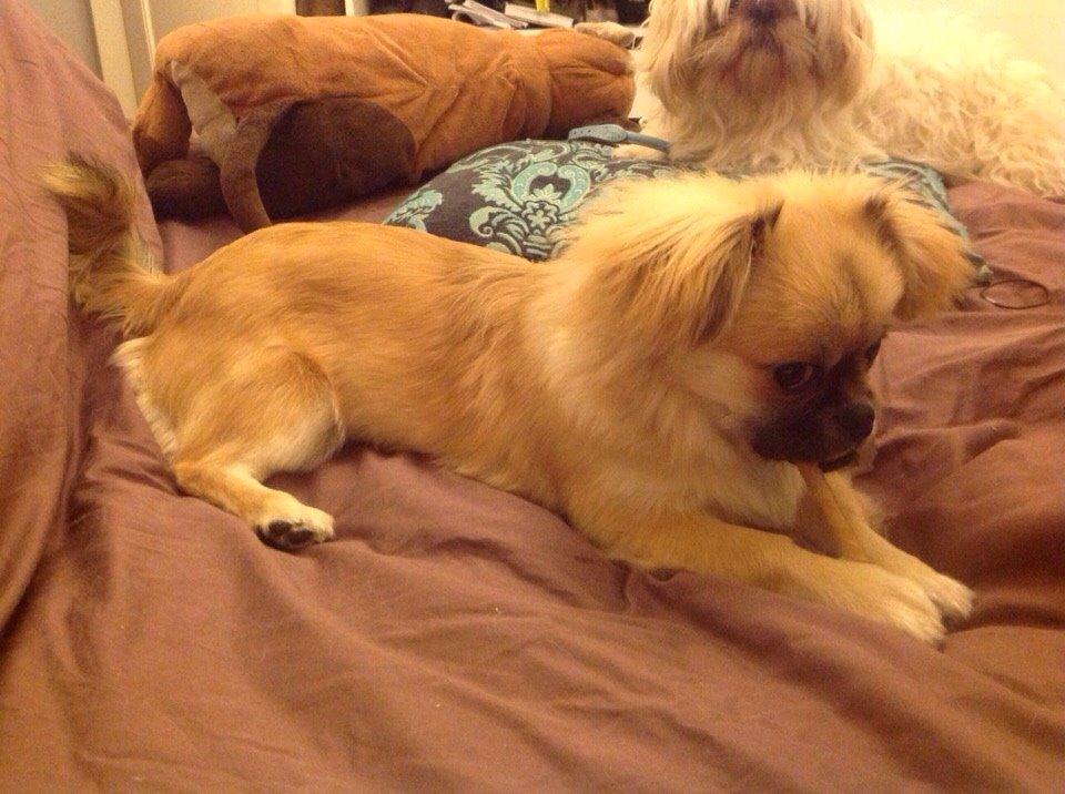 Blanding af racer Mojo billede 2