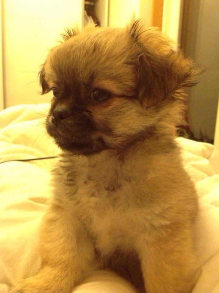 Blanding af racer Mojo billede 3