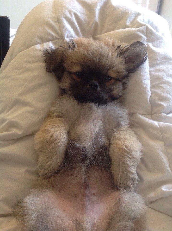 Blanding af racer Mojo billede 5