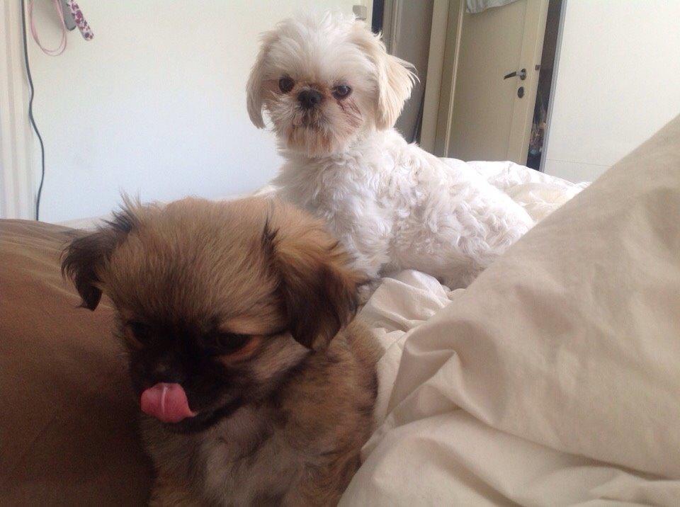 Blanding af racer Mojo billede 6