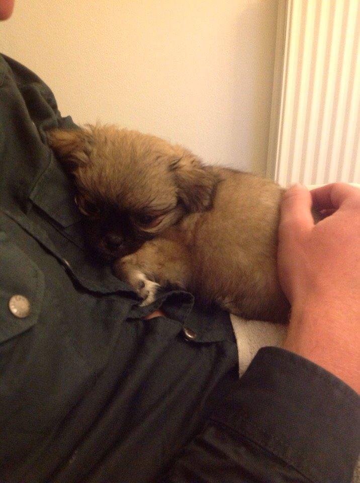 Blanding af racer Mojo billede 7