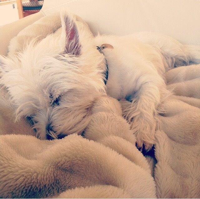 West highland white terrier Molly billede 30