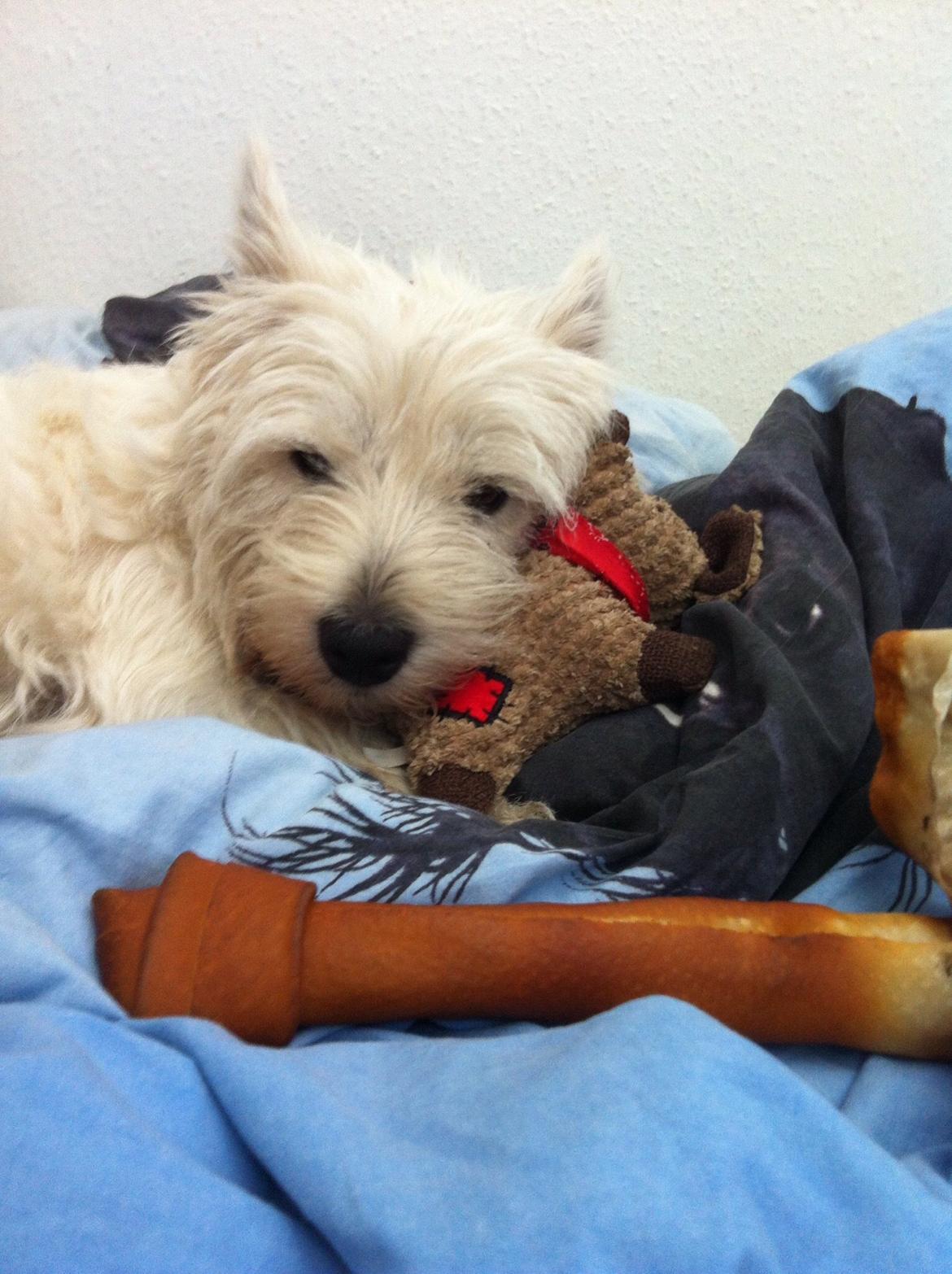 West highland white terrier Molly billede 31