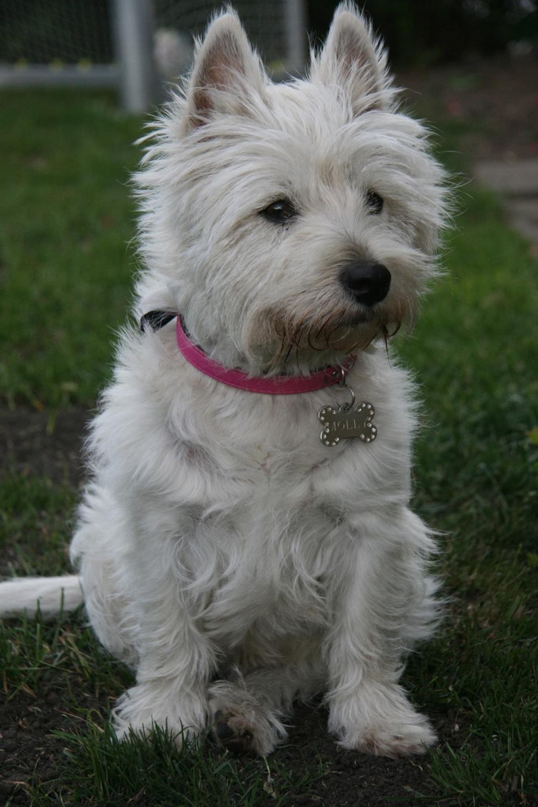 West highland white terrier Molly billede 32