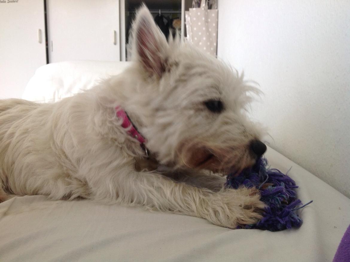 West highland white terrier Molly billede 33