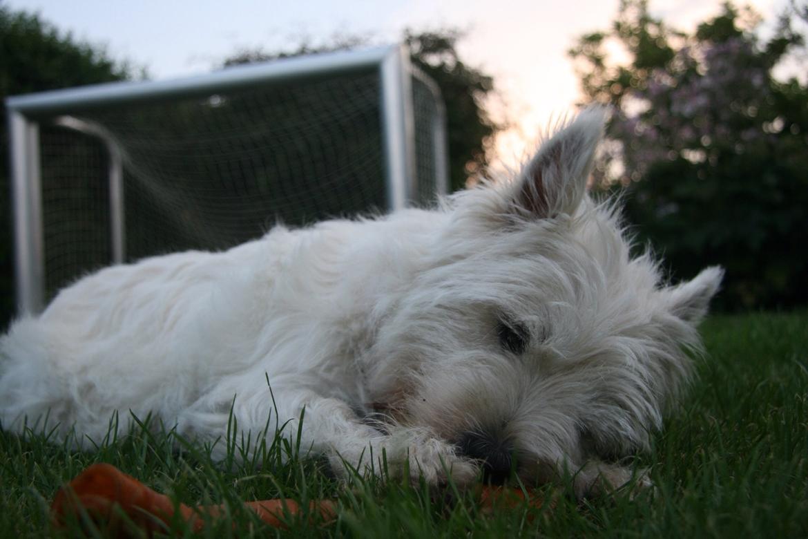 West highland white terrier Molly billede 34