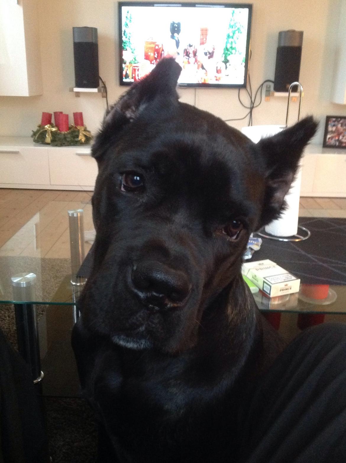 Cane corso Marco billede 1