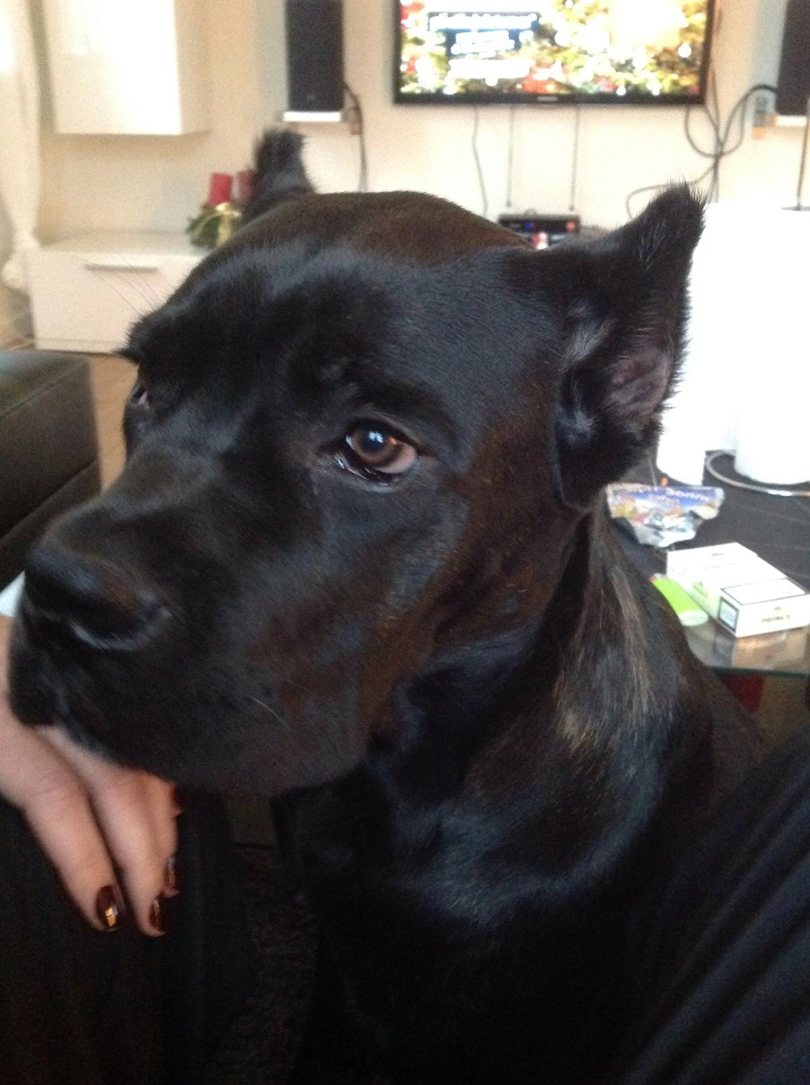 Cane corso Marco billede 2