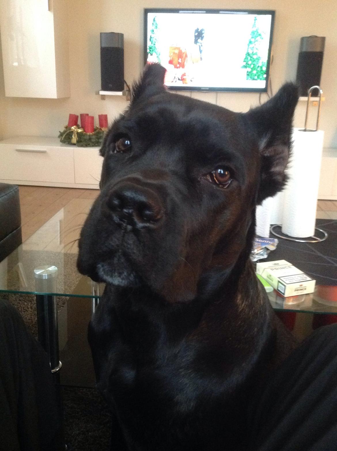 Cane corso Marco billede 3