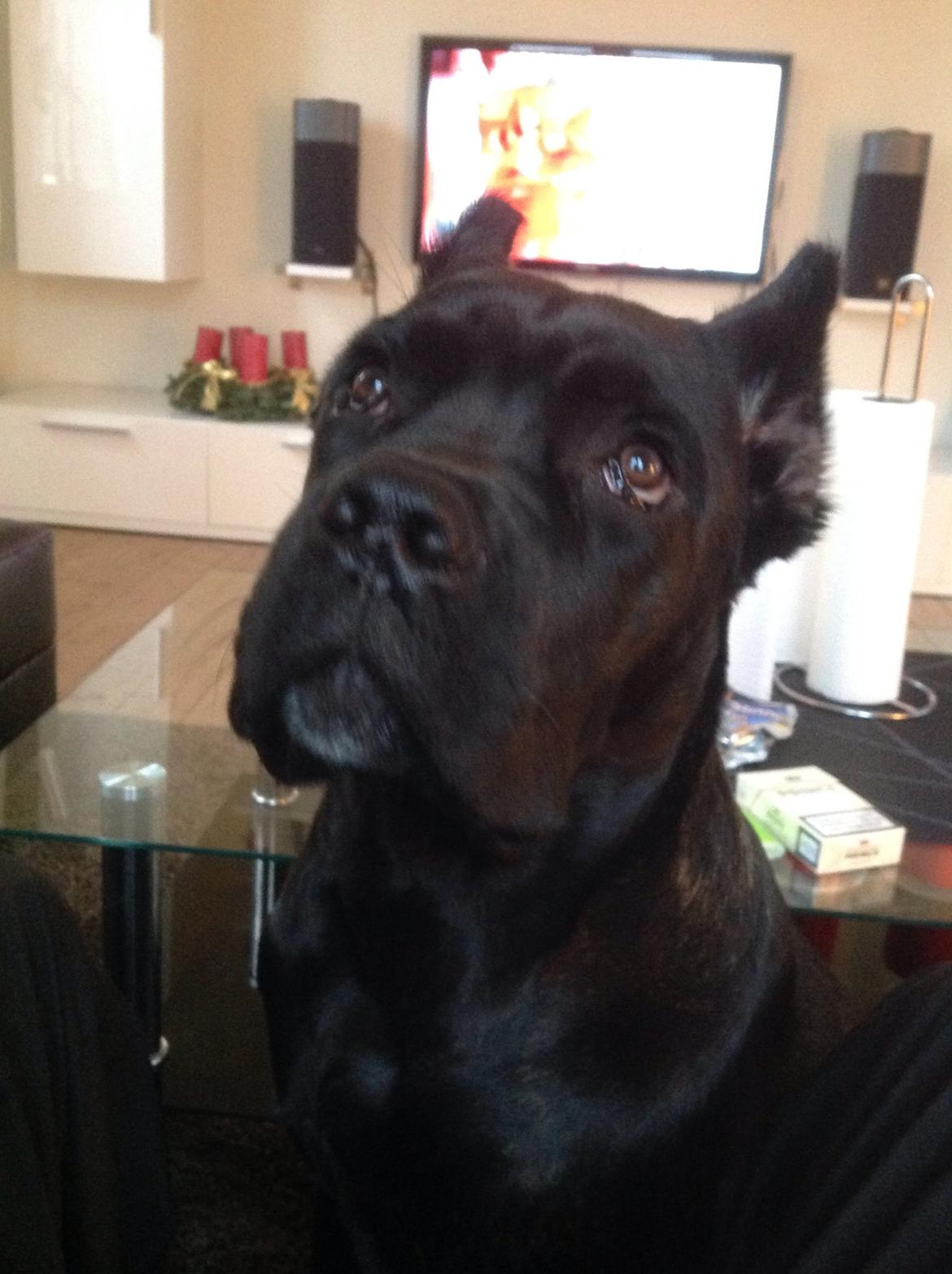 Cane corso Marco billede 4