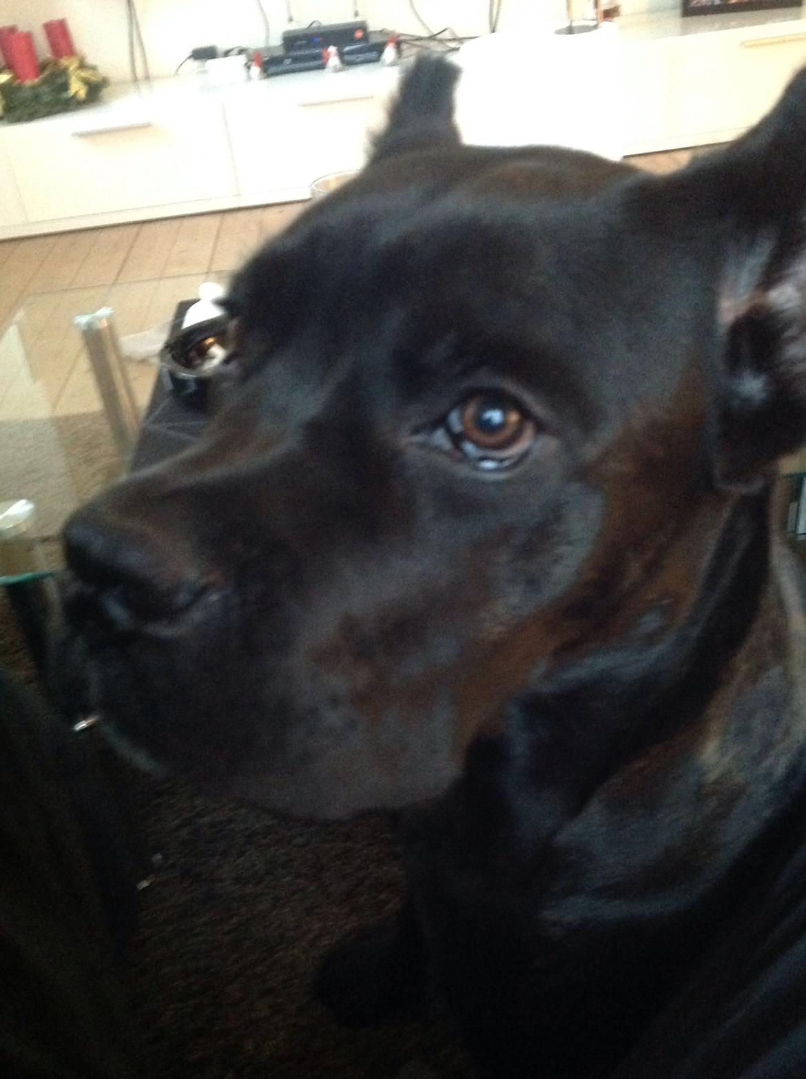 Cane corso Marco billede 5