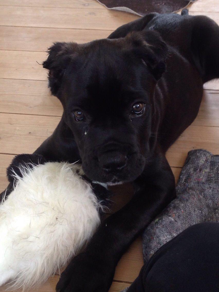 Cane corso Marco billede 6