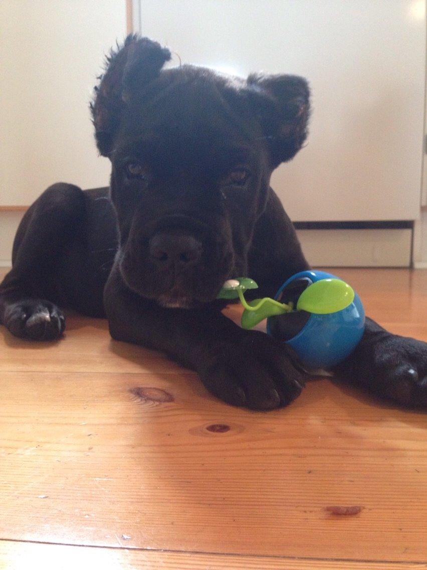 Cane corso Marco billede 7