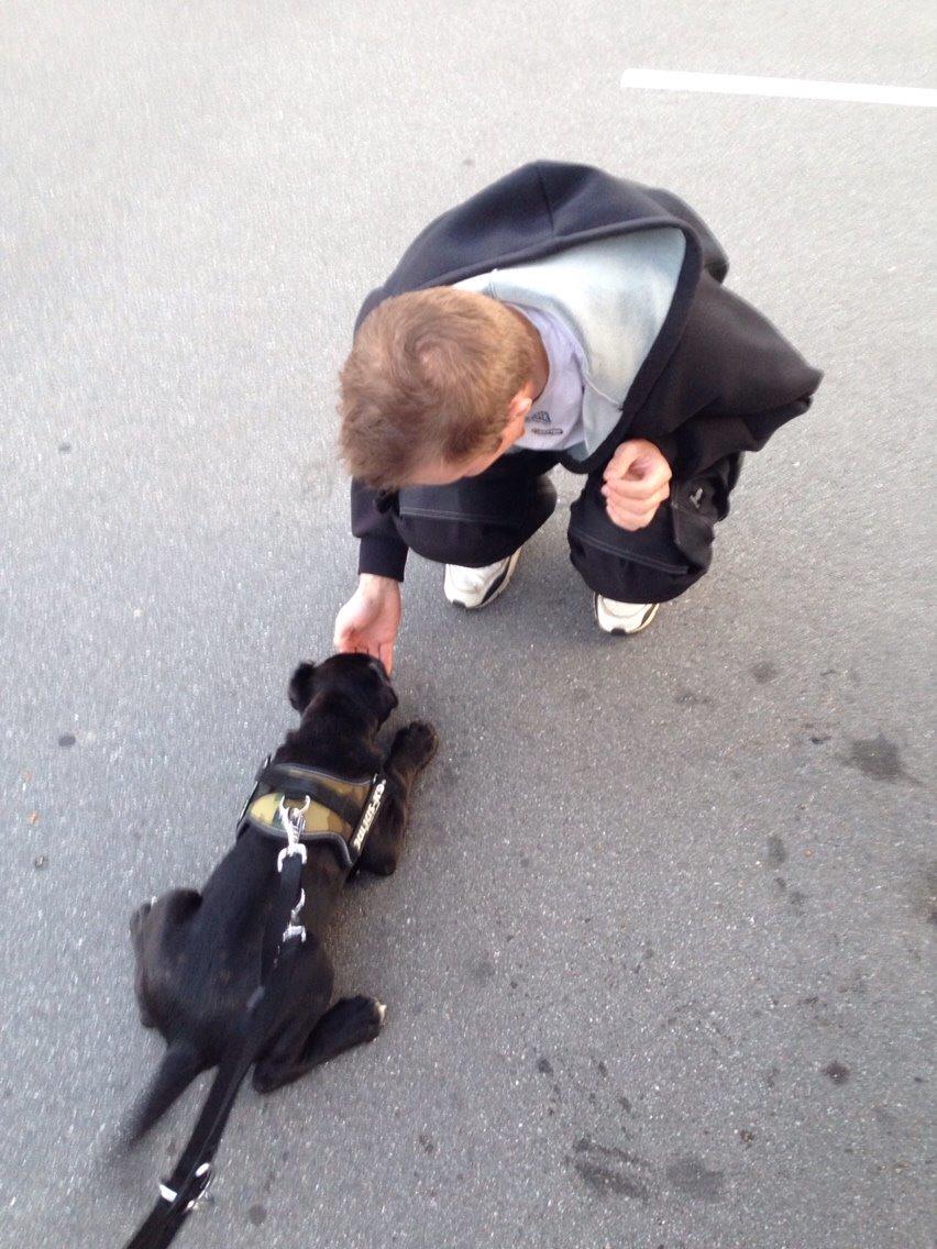 Cane corso Marco billede 8