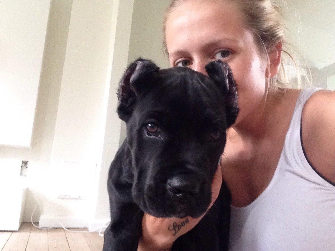 Cane corso Marco billede 9