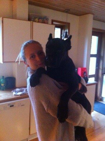 Cane corso Marco billede 11