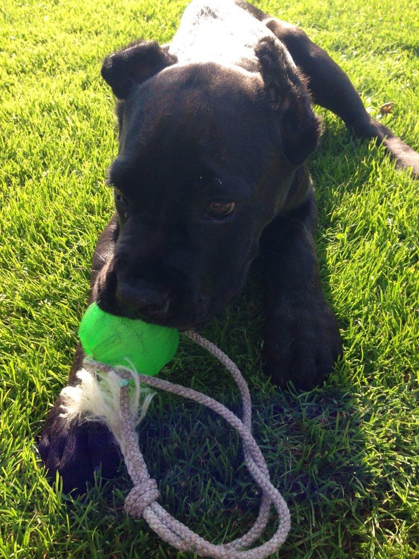 Cane corso Marco billede 10