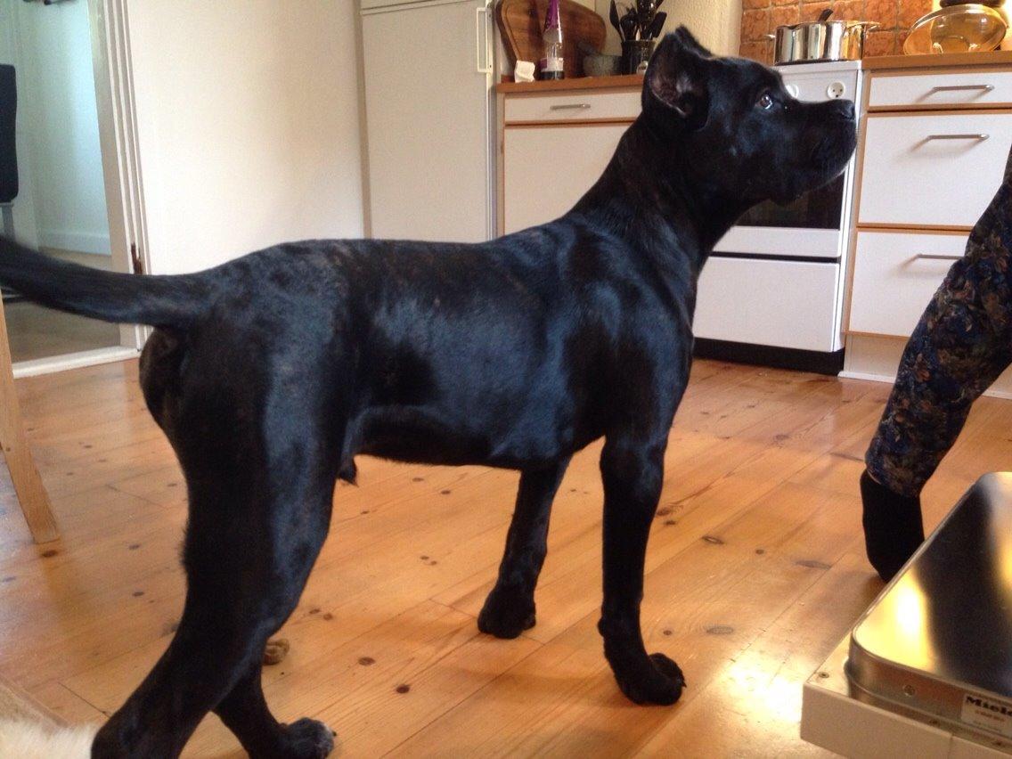 Cane corso Marco billede 12