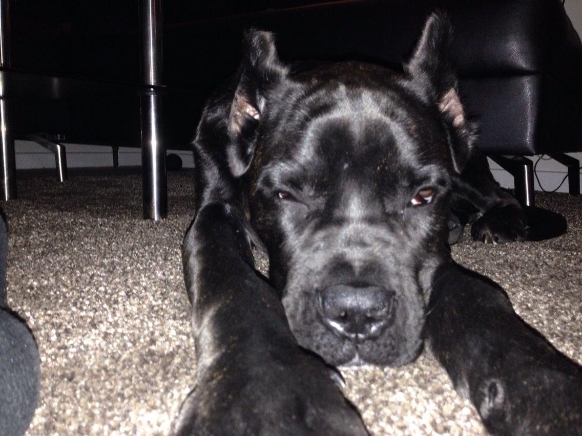 Cane corso Marco billede 13