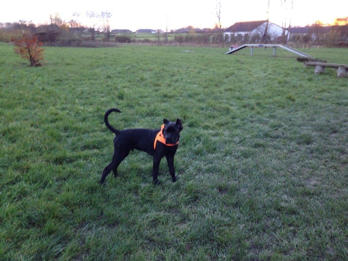 Cane corso Marco billede 14