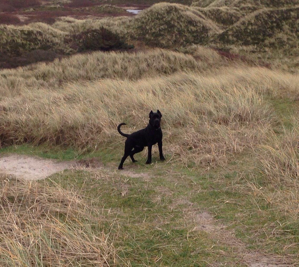 Cane corso Marco billede 15