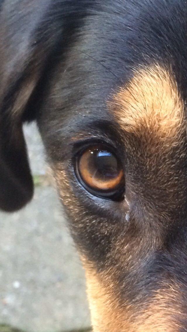 Blanding af racer Lucky billede 19