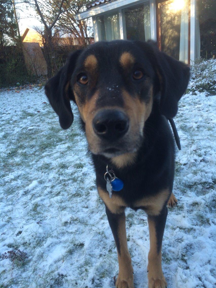 Blanding af racer Lucky billede 23