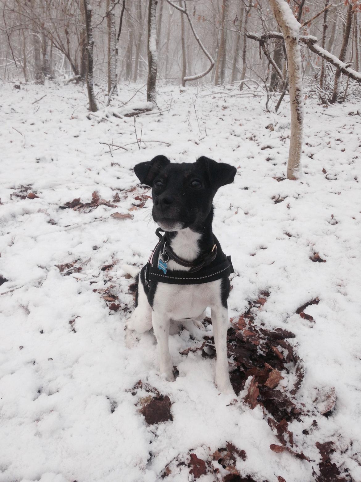 Blanding af racer La Chica - Min smukke snehund billede 28