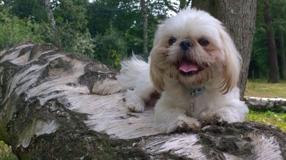 Shih tzu Hector billede 1