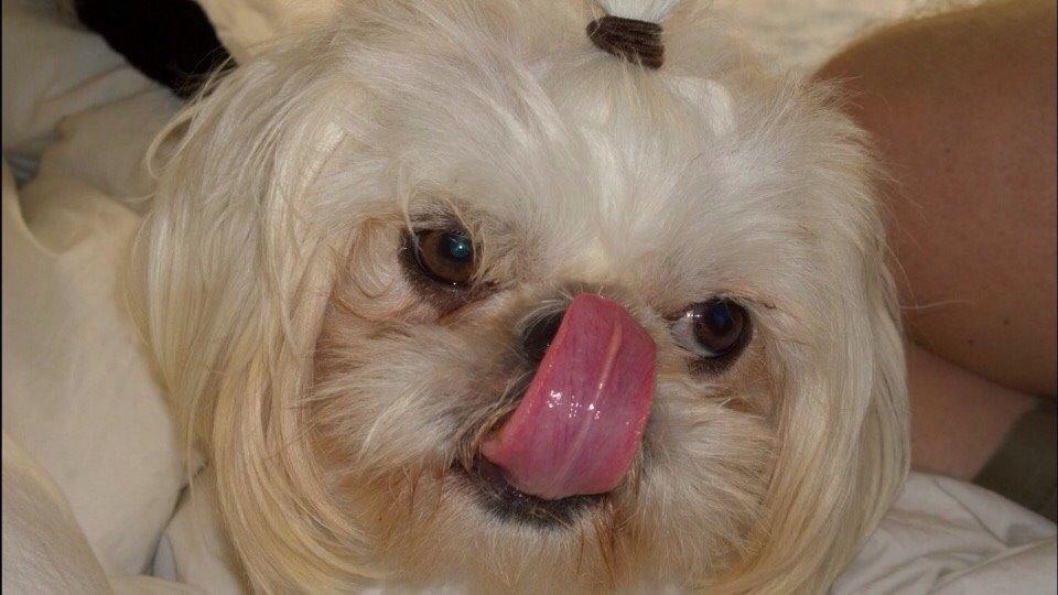 Shih tzu Hector billede 2