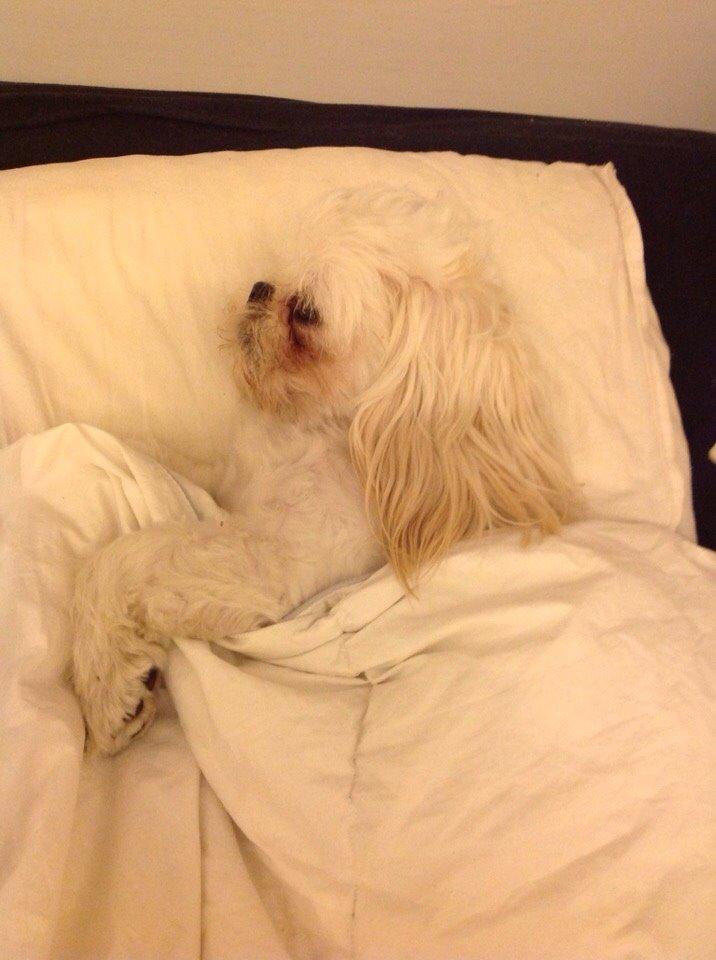 Shih tzu Hector billede 3