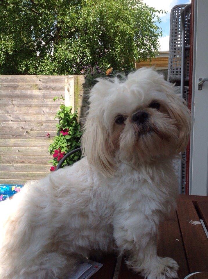 Shih tzu Hector billede 4