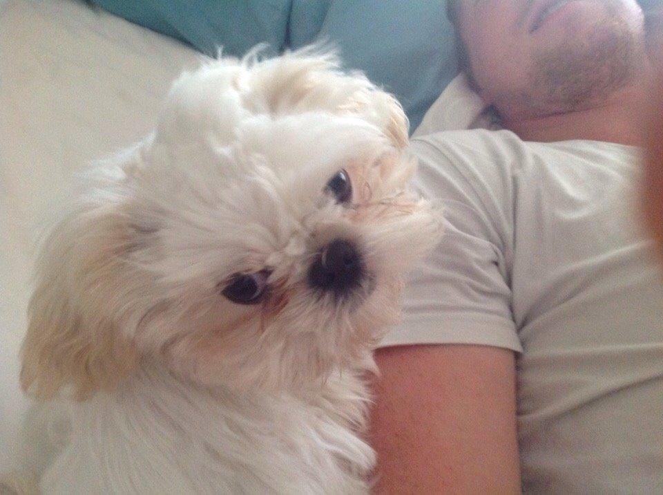 Shih tzu Hector billede 5