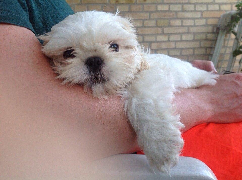 Shih tzu Hector billede 6