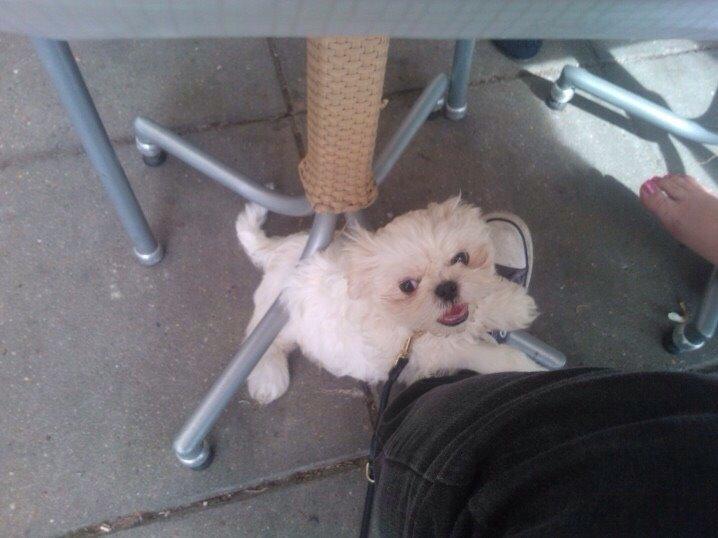 Shih tzu Hector billede 7