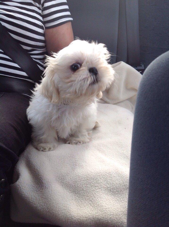 Shih tzu Hector billede 8