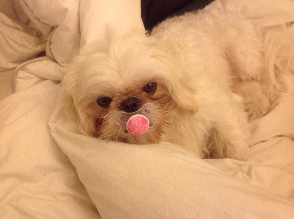 Shih tzu Hector billede 10