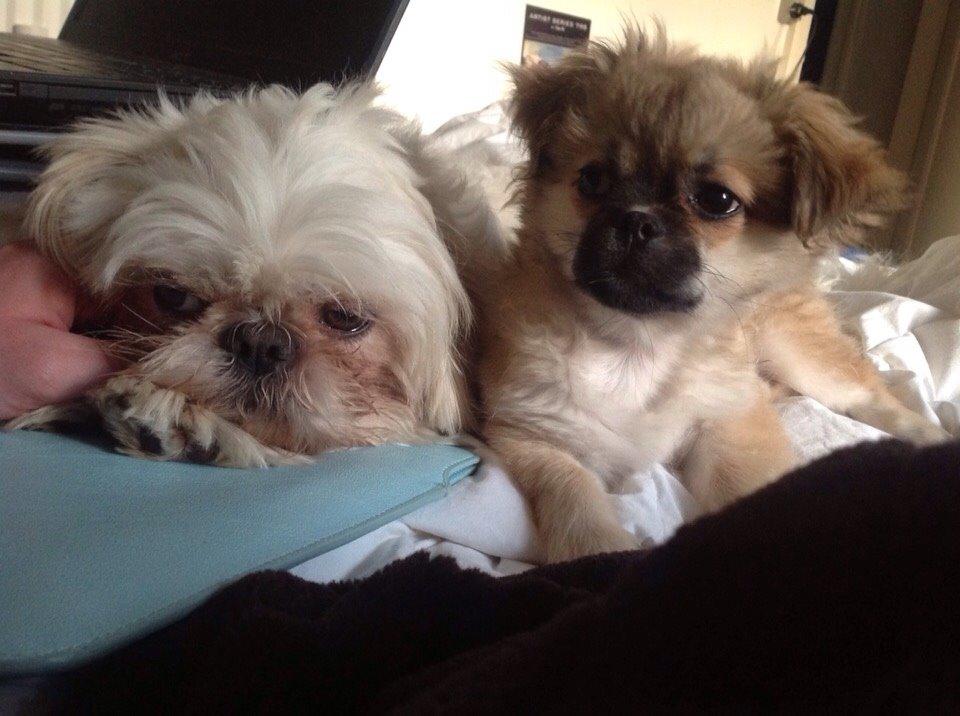 Shih tzu Hector billede 9