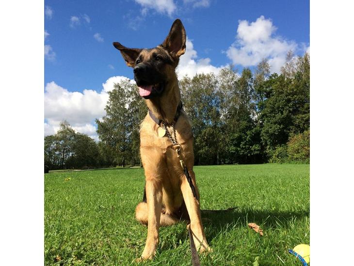 {{currentPhoto.altText}} billede {{currentPhoto.number}}