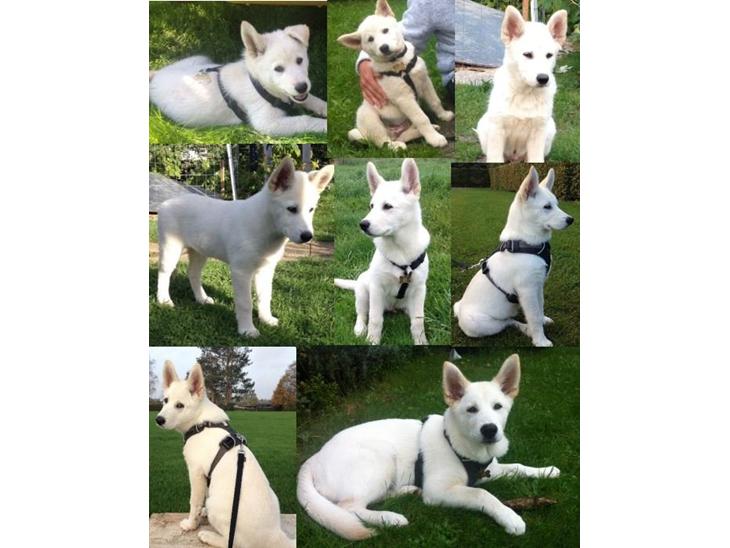 Blanding af racer Cuba, Malamute / hvid schæfer / Samojedhund billede 1