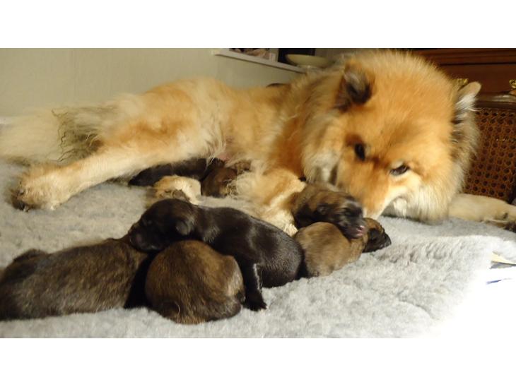 Eurasier Akema billede 1