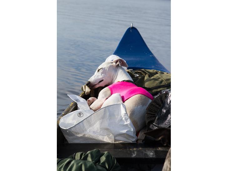 Whippet Kiwi - September 2014 - koser seg på tur i kanoen :) billede 1
